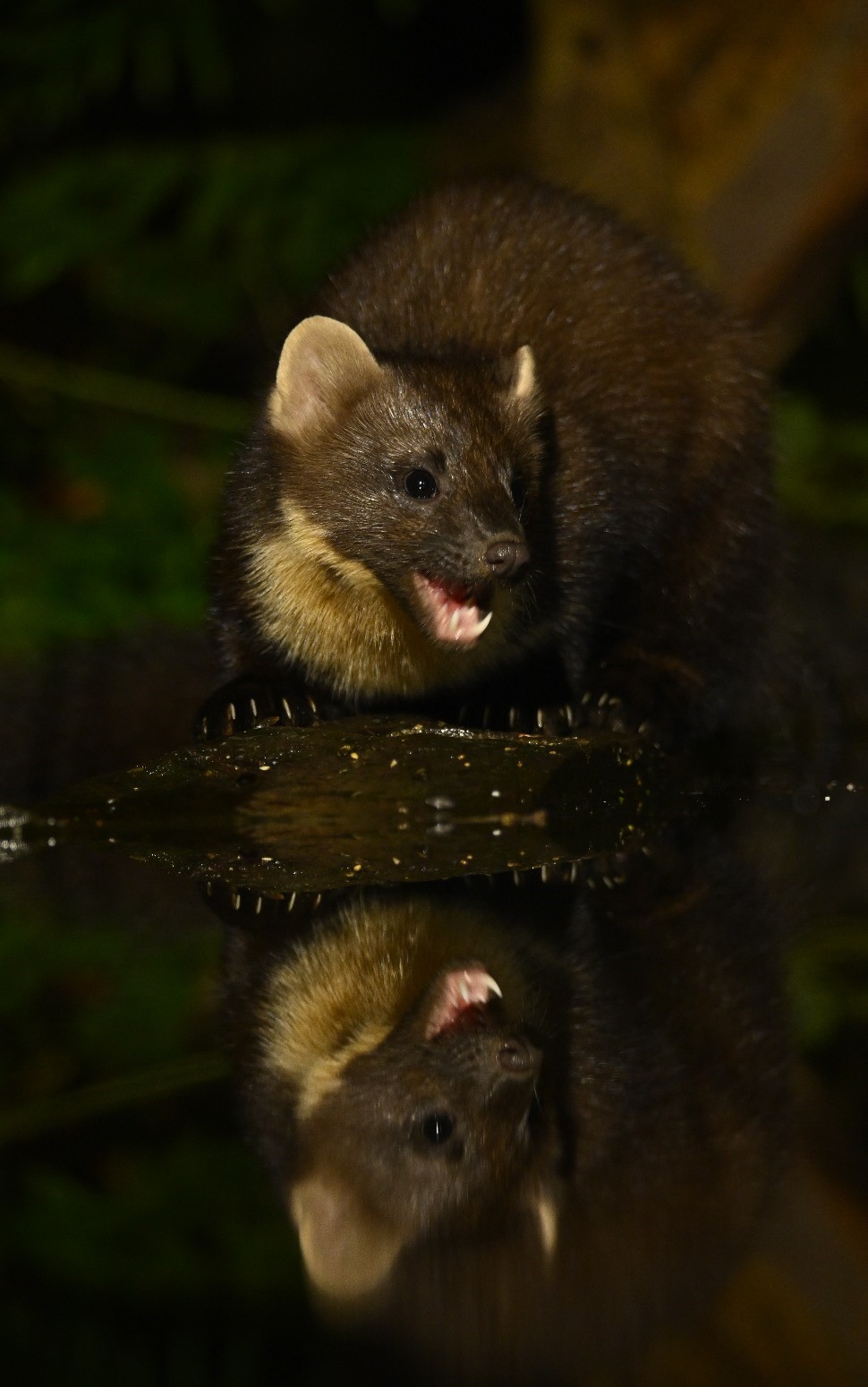 Afbeelding van WhatsApp op 2025-01-04 om 08.38.11_6ed64012